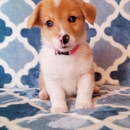 American Corgi and Pembroke Welsh Corgi Puppies from Whimsical Treasure Corgis