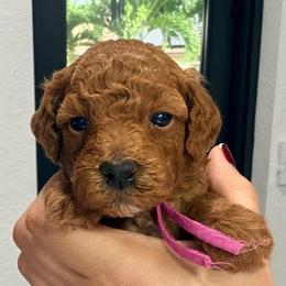 Éclair - Apricot female Goldendoodle puppy in Miami, Florida from Haus of Pawz
