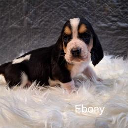Ebony - Black brown and white female Basset Hound puppy in Mack's Creek, Missouri from Mack's Creek Basset Hounds