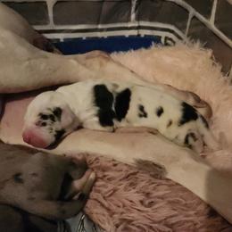 Harlequin Female 1 - Harlequin female Great Dane puppy in Gig Harbor, Washington from Lakaya Danes