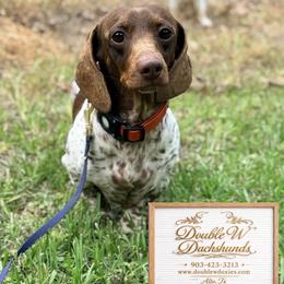 Dexter - Piebald male Dachshund puppy in Alto, Texas from Double W Doxies