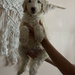 Boy 4 - Poodle puppy in Florida from Reignbow Poodles