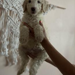Boy 4 - Poodle puppy in Florida from Reignbow Poodles