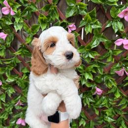 Havarti - Cream male Australian Labradoodle puppy in Orange, California from Little Kingdom Doodles