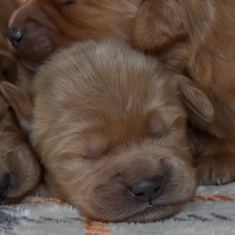 Male 3 of 4 - Apricot male Goldendoodle puppy in Macedon, New York from Toodles Goldendoodles