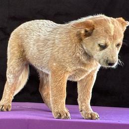 L64-05 - Red speckled male Australian Cattle Dog puppy in Sheridan, Oregon from 6pk Cattledogs