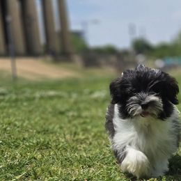 Companion Crosses, Havanese, Havapoos, Maltese, Maltipoos, Morkies, and Yorkshire Terriers from Rosewood Kennels