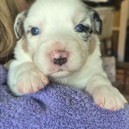 Ivan - Blue merle male Australian Shepherd puppy in Harrodsburg, Kentucky from Triple M Aussies
