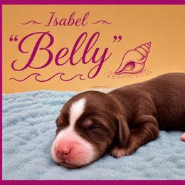 Isabel a.k.a. Belly - Chocolate and tan female Dachshund puppy in Hendersonville, North Carolina from Kim's Cove