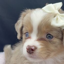 Miniature Australian Shepherds and Toy Australian Shepherds from Northern Roots Aussies