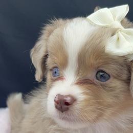 Miniature Australian Shepherds and Toy Australian Shepherds from Northern Roots Aussies