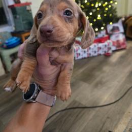 Chip - Dapple male Dachshund puppy in Berry, Alabama from Whisper Gray