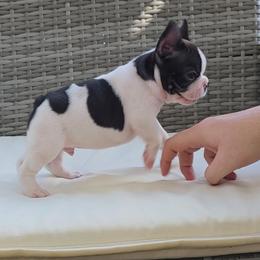 Spartacus - Brindle and white male French Bulldog puppy in Polk City, Florida from Best Friend Frenchies, LLC