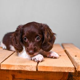 Dachshund Puppies from Chocolat &  Créme doxies