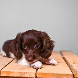 Dachshund Puppies from Chocolat &  Créme doxies