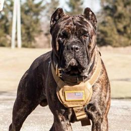 Gunnison - Cane Corso