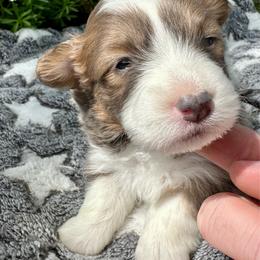 Black Collar Girl Diamond - White and red female Pembroke Welsh Corgi puppy in Paris, Kentucky from Flat Run Corgis