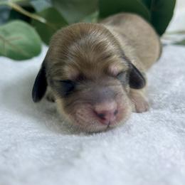 English Shaded Cream - Cream male Dachshund puppy in Nampa, Idaho from Long_and_Low_Dachshunds