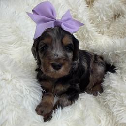 Rosita - Merle female Goldendoodle puppy in Spokane, Washington from Goldendoodles on the Prairie