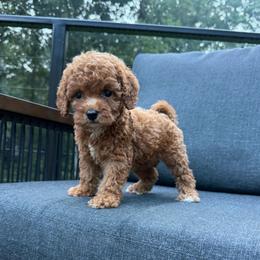 Vivi - Red female Cavapoo puppy in Midland, North Carolina from Rocky River Cavapoos