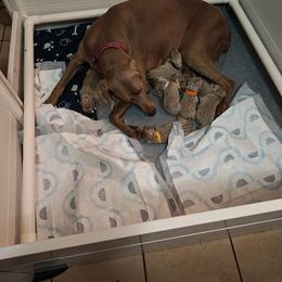 Boy 3 - Silver gray Weimaraner puppy in Ontario, California from Cynthia Richardson's Weimaraners