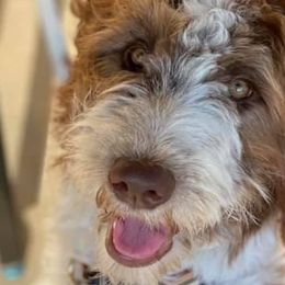 Aussiedoodles, Bernedoodles, Double Doodles, Goldendoodles, Poodles, and Sheepadoodles from Sunny Doodles