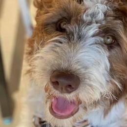 Aussiedoodles, Bernedoodles, Double Doodles, Goldendoodles, Poodles, and Sheepadoodles from Sunny Doodles
