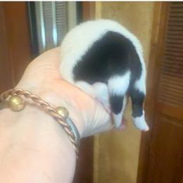 Female ring tail - Black and white female Border Collie puppy in Lebanon, Oregon from Cahill’s Canines