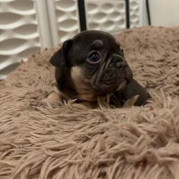 Red - Tricolors female French Bulldog puppy in Long Beach, California from Royal velvet frenchies