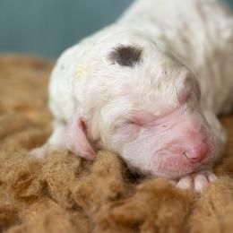 Blue - Brown and white male Sheepadoodle puppy in Youngstown, Florida from Wonderland’s Boujie Kennels