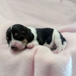 Pocket Beagle Aubree - Black tan and white female Beagle puppy in Gentry, Arkansas from HC Puppy Ranch