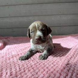 Thor - Black roan male German Shorthaired Pointer puppy in Axton, Virginia from Red Clay Kennels