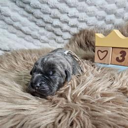White  collar - Gray male Cane Corso puppy in Fritch, Texas from Carrie Brown's Cane Corsos