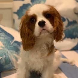 Cavalier King Charles Spaniels from Crownrose Cavaliers