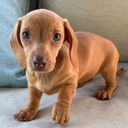 Radish - Red female Dachshund puppy in Salem, Oregon from Longdox Mini Dachshunds