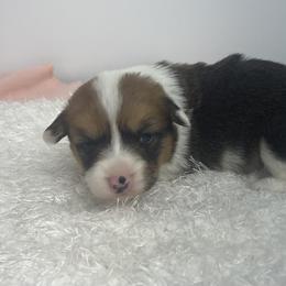 Oakley - Red female Pembroke Welsh Corgi puppy in Hillsville, Virginia from Bonderosa Kennels