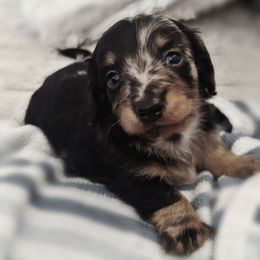 Dachshund puppies from Watkins Dachshunds