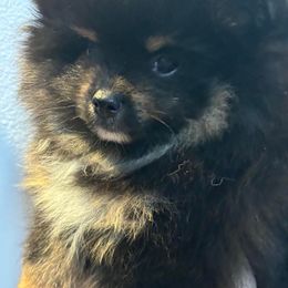 Tux - Black and tan Pomeranian puppy in Palatka, Florida from Sugarland Pomeranians