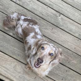 Ozzie - Dachshund