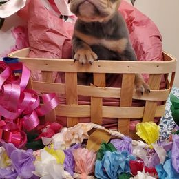 Bulldog Puppies from GulfCoast Bulldog Haus