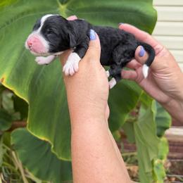 Skipper - Black and white male Bernedoodle puppy in Russellville, Arkansas from Crossgate Doodles