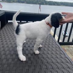 English Setter Puppies from Monkota Setters