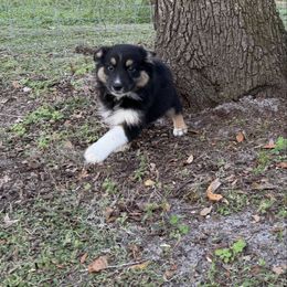 Daisy - Black tri-color female Australian Shepherd puppy in Oak Hill, Florida from Swingin T Ranch LLC