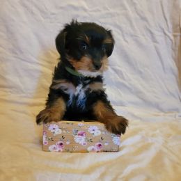 Butterfly - Black and tan Yorkshire Terrier puppy in Perry, Florida from Lanes-Scraps