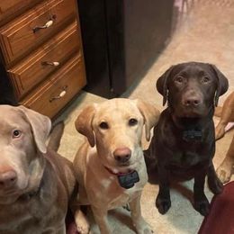 Dilute Retrievers from Fur Ever Companion Labs