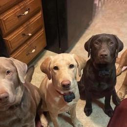 Dilute Retrievers from Fur Ever Companion Labs