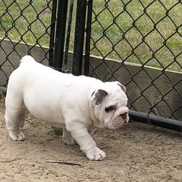 English Bulldog Puppies from Buffalo Bulldogs