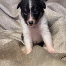 Onyx - Black white and tan female Shetland Sheepdog puppy in Lincolnton, North Carolina from Oakview Kennels