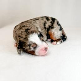 Brie - female Australian Mountain Doodle puppy in Sharpsburg, Georgia from Steindoodles