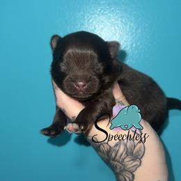 Flynn- 3800.00 dollars - Chocolate and tan male Pomeranian puppy in Perry County, Ohio from Speechless Pom’s